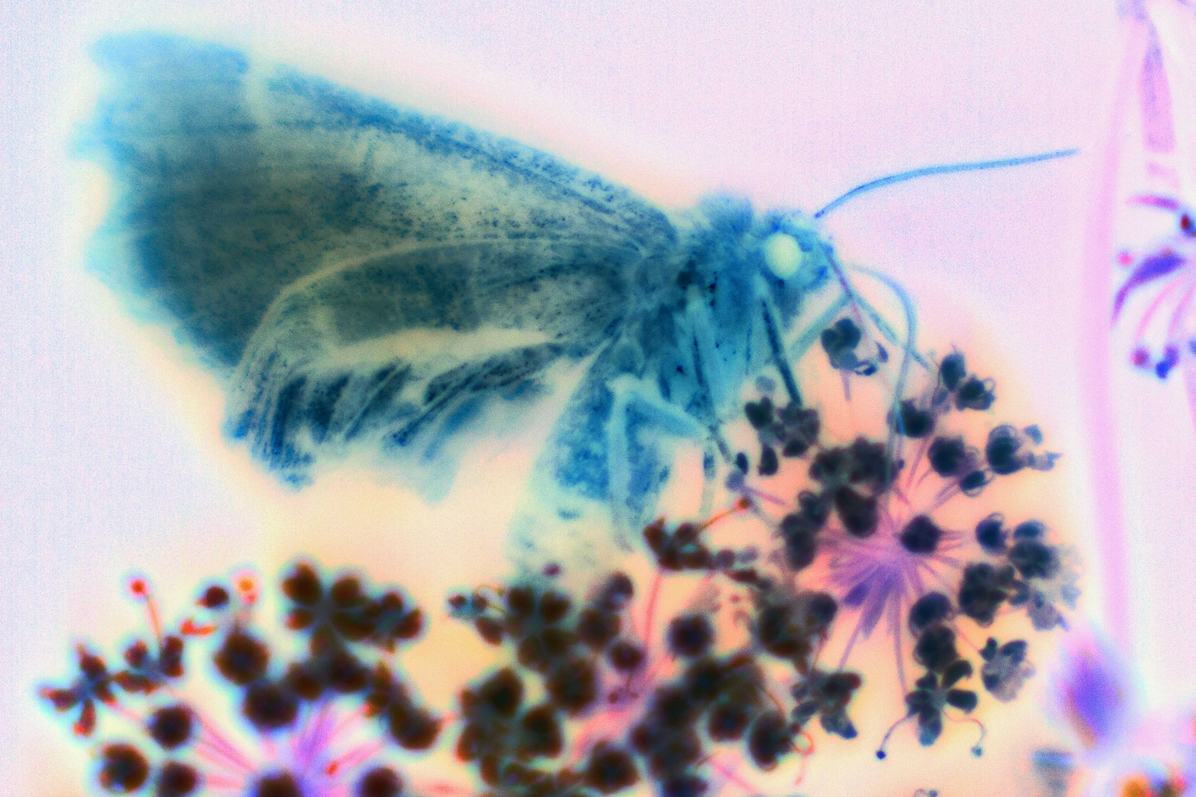 A psychedelic x-ray picture of a moth or butterfly sitting on a plant