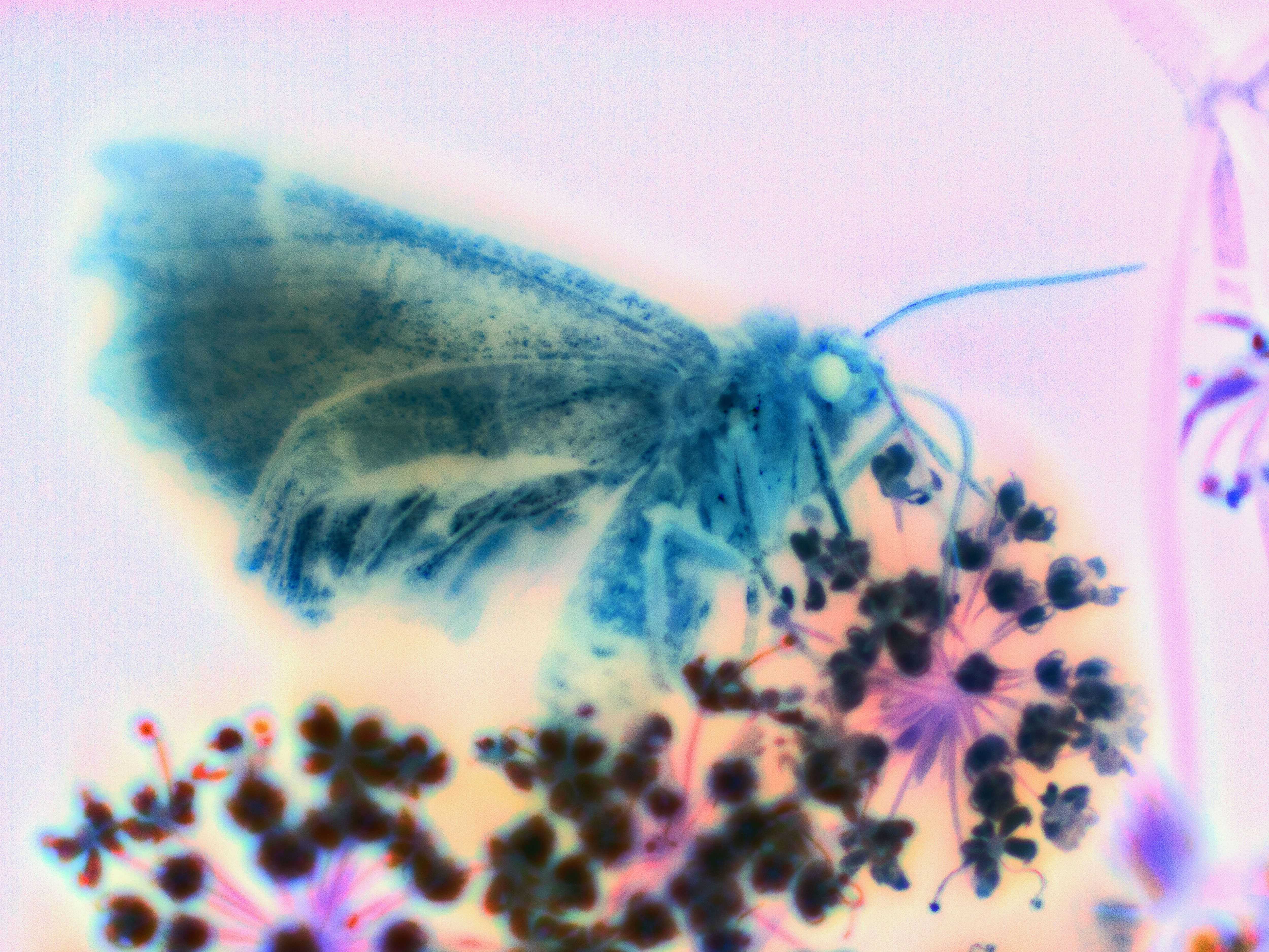 A psychedelic x-ray picture of a moth or butterfly sitting on a plant