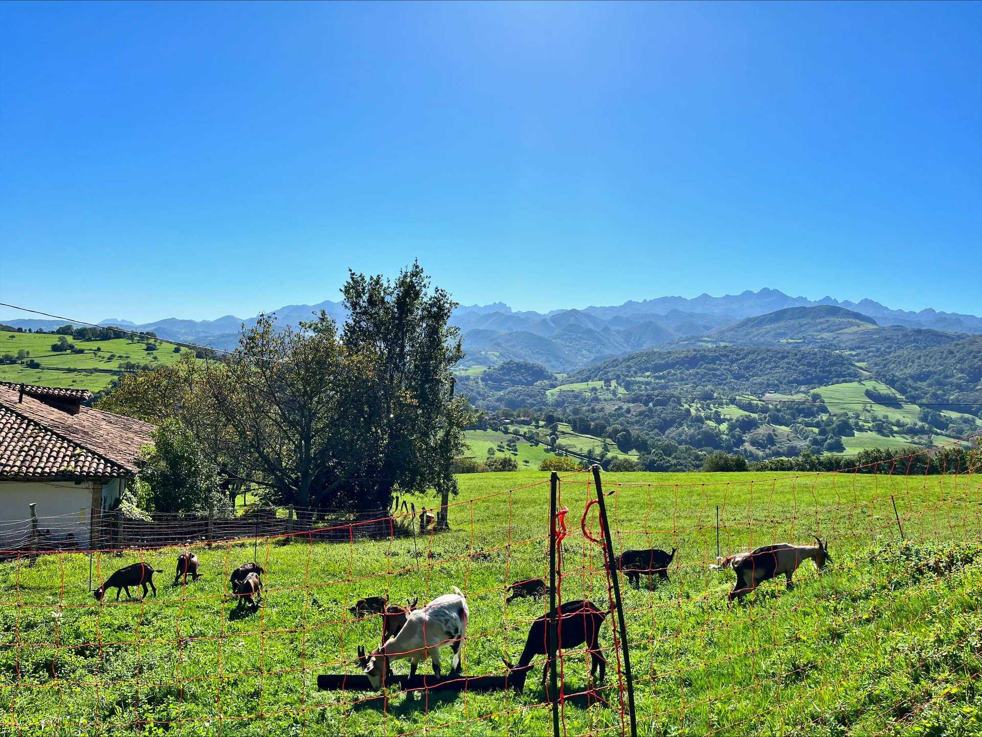 Goats on a fields in the spanish mountains. The sky is blue and in the background there are green hills.