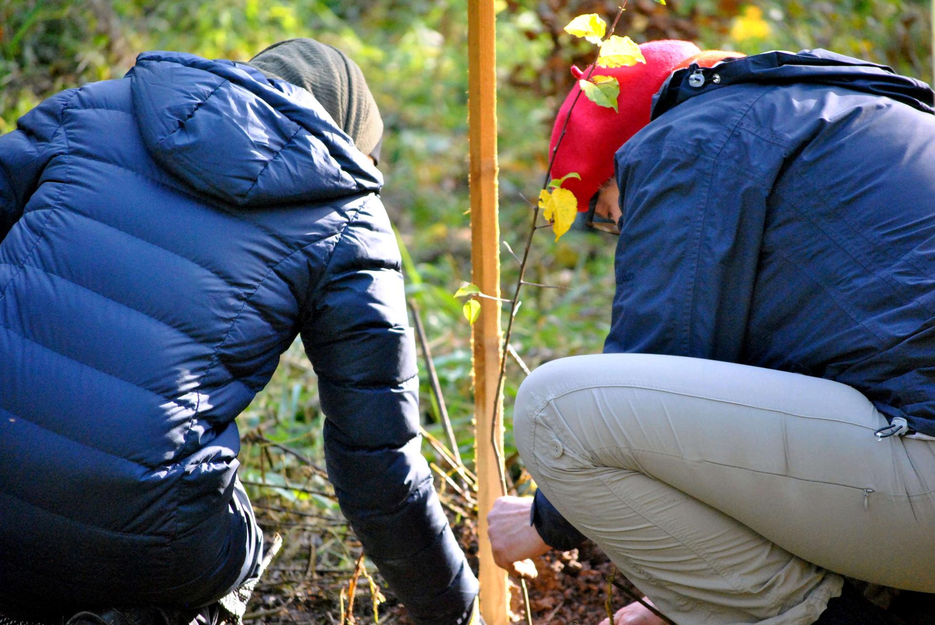 Tree planting event near Karlsruhe, Germany