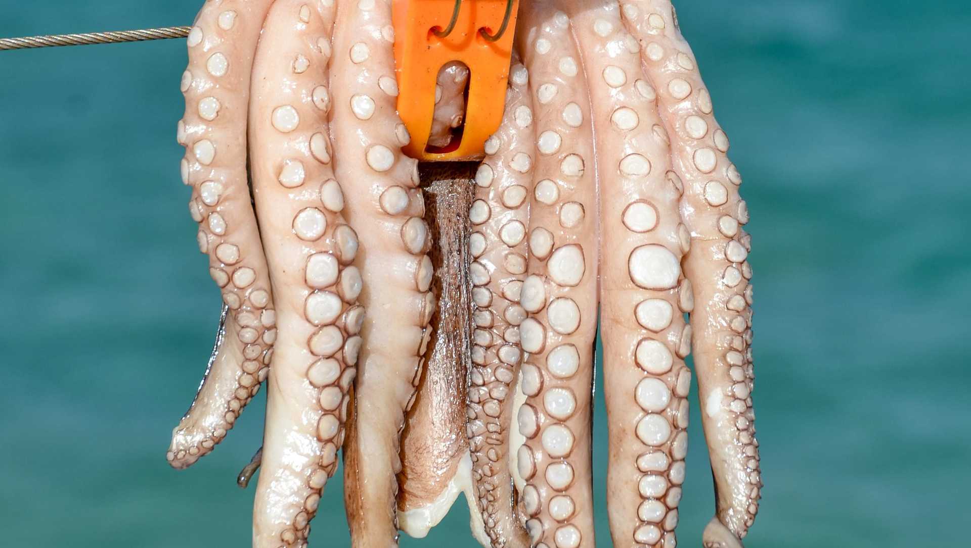An pulpo on a line in a port in Greece
