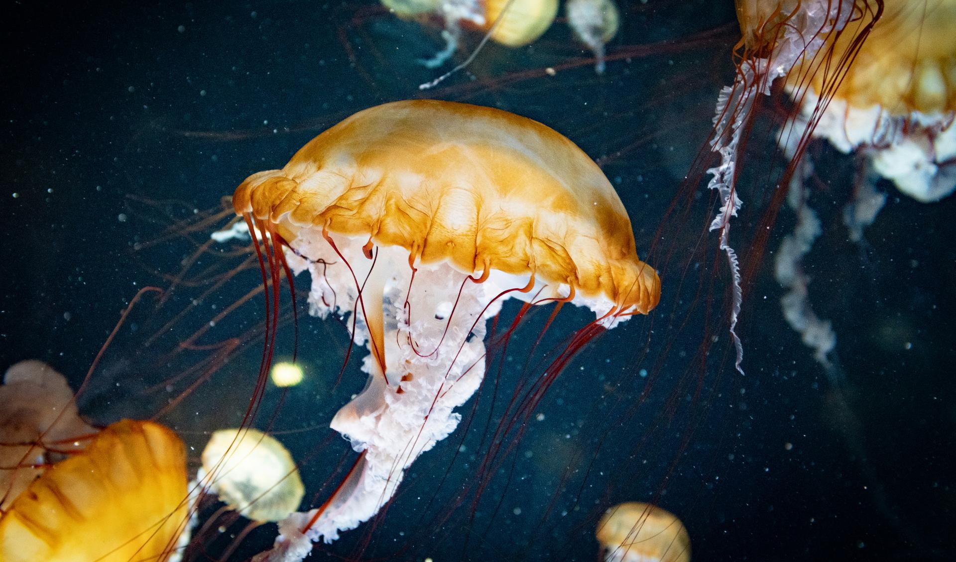 Alternative Text missing