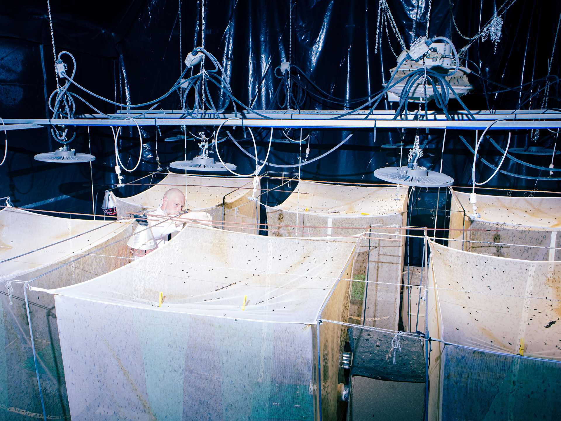 A person is standing in a room with lots of lamps and something that looks like tents to breed insects.