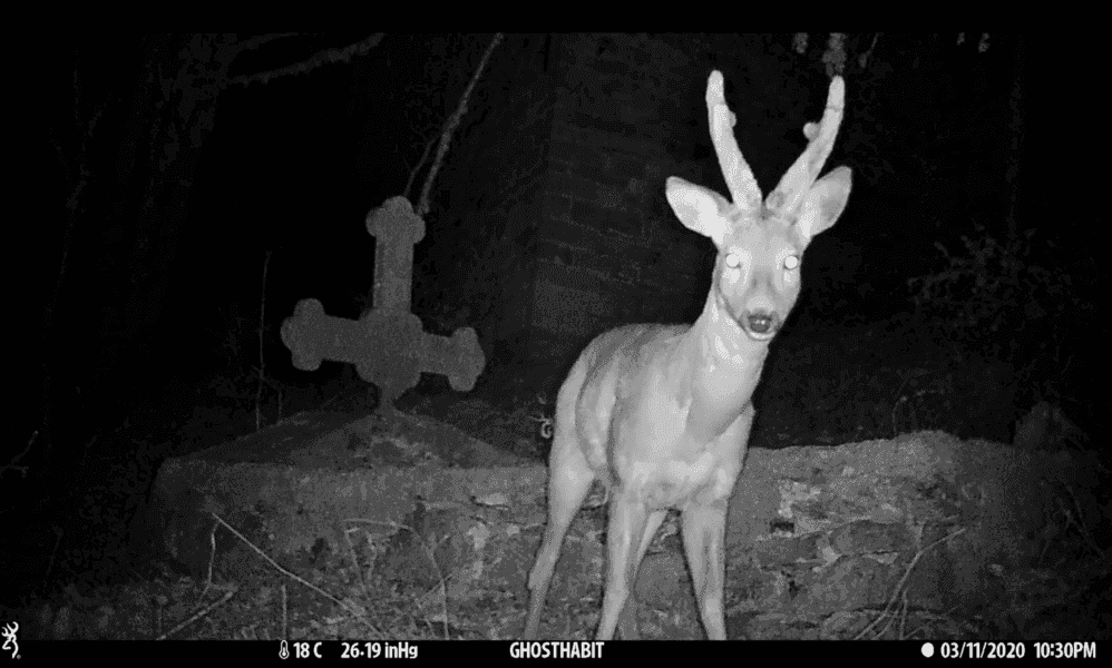 A deer is photgraphed with a night vision by a trap camera